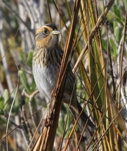 State Protected Species List Open for Nominations
