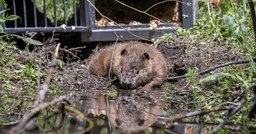 Colorado Parks and Wildlife completes first phase of ...