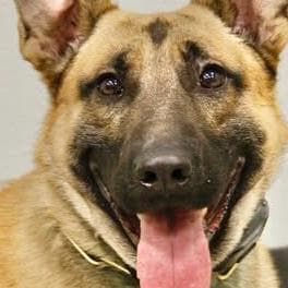 Omaha police K-9 dies following medical emergency
