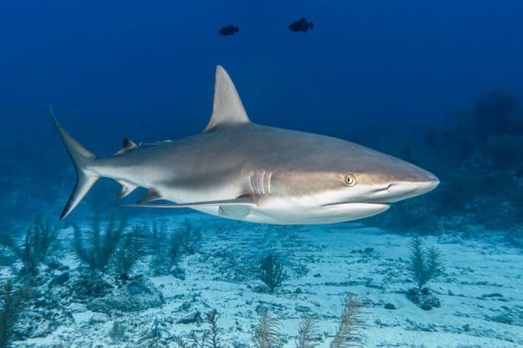Critically endangered Ganges shark found in Indonesia's North Kalimantan