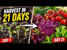 Fastest Container Crops: 7 Plants to Harvest in Under 21 Days