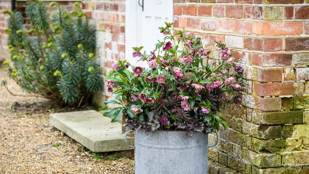 Designing for now: two quick and easy ideas for February containers 