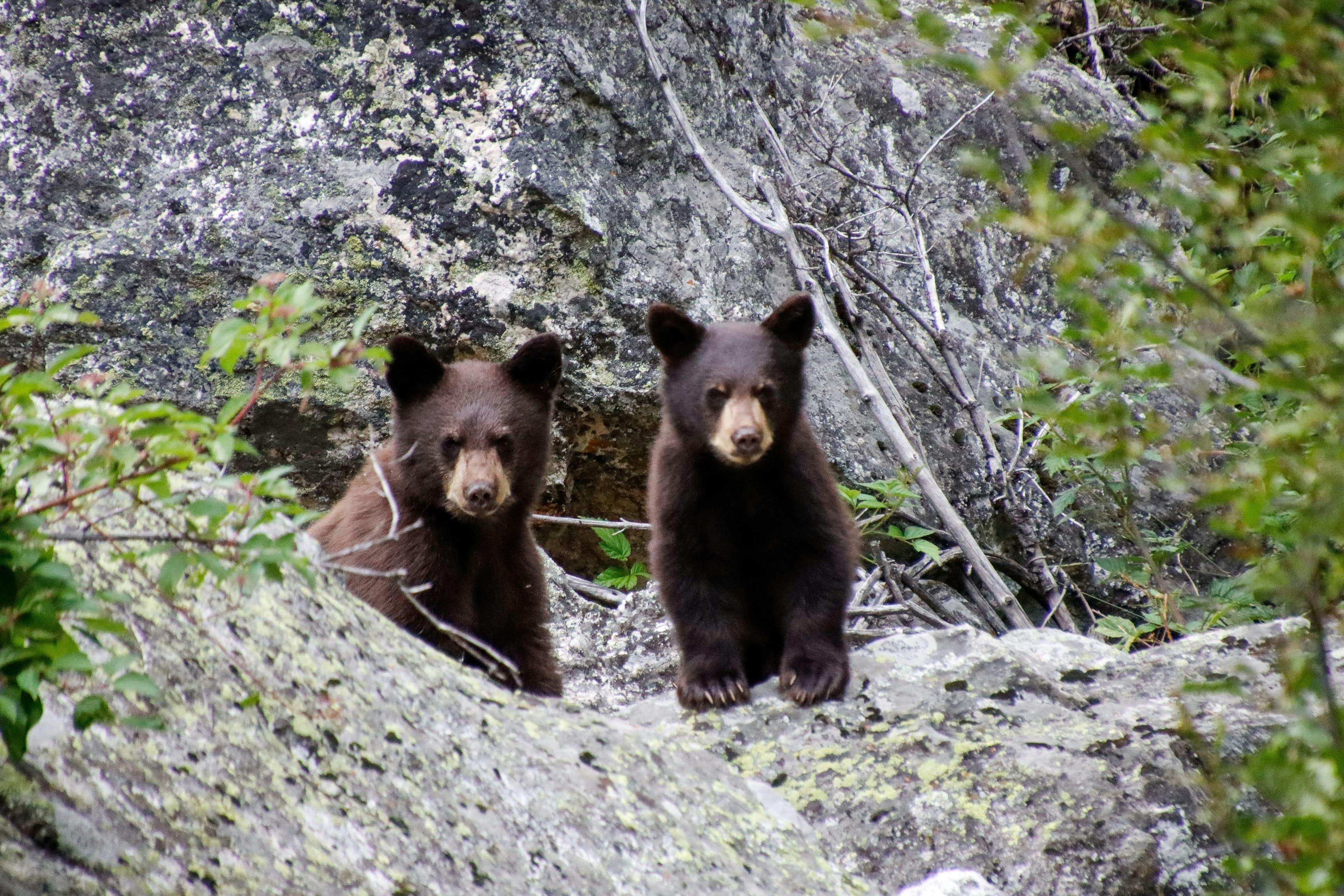 Black Bears Are Showing Up Around MDI. Wildlife Officials Say Secure Your Trash.