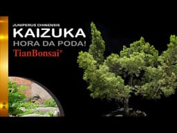 Kaizuka: Quando a Poda Faz Toda a Diferença