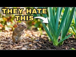 7 Plants Rats ABSOLUTELY Hate (Plant These Around Your Home)