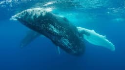 Here's What Altcoin Whales Did During the Big Rally