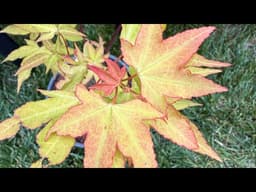Japanese Maple Garden Tour mid-May 2026