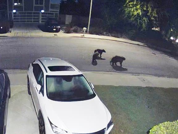Bear Caught on Camera Roaming West Valley