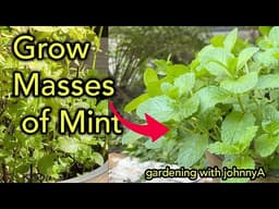 How to Prune Mint for Maximum Growth (3 Easy Steps to Regrow & Boost Yield)