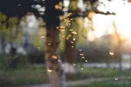 How To Keep Mosquitoes Out Of Your Yard All Summer Long
