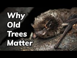 Why Old Trees Matter for Bats