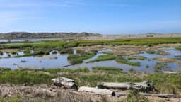 Riparian Restoration 101: Definition, Techniques & Benefits