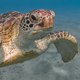 Protect Endangered Marine Life From Reckless Offshore ...