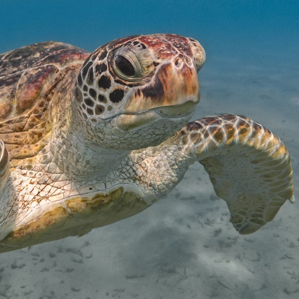 Protect Endangered Marine Life From Reckless Offshore ...