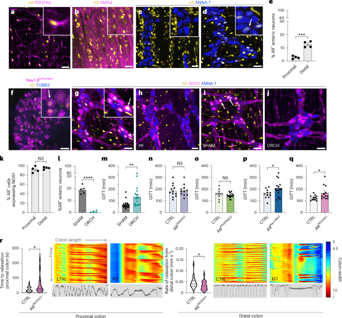 Microbial reactivation of host androgens directs enteric neuronal regulation of gut motility