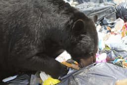 An Easy Meal: Why Bears Are So Drawn to Garbage - AOL