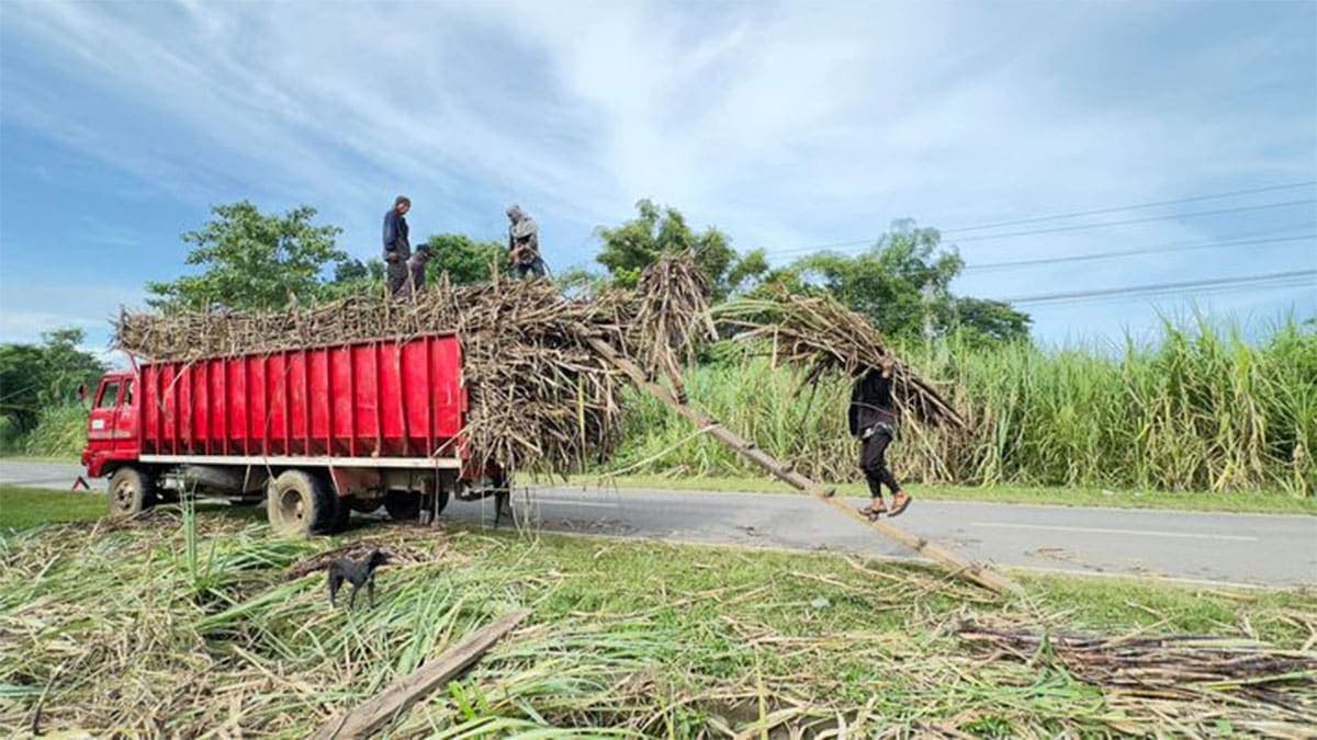 Over 1,000 Negros sugarcane farmers get emergency aid