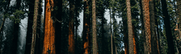 The best camping in Sequoia National Park, CA