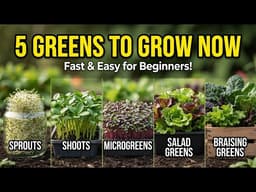 5 nutrient-dense types of greens you can grow at home (no garden, no yard, no excuses)