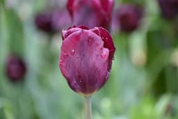 How Do I Grow Tulips? Expert Tips for a Vibrant Garden