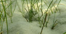 Gulf Scholars Collaborate by Investigating Seagrass ...