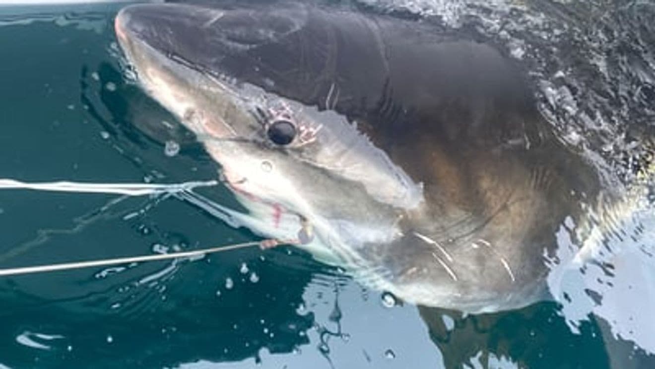 10-foot great white shark pinged off Palm Beach 