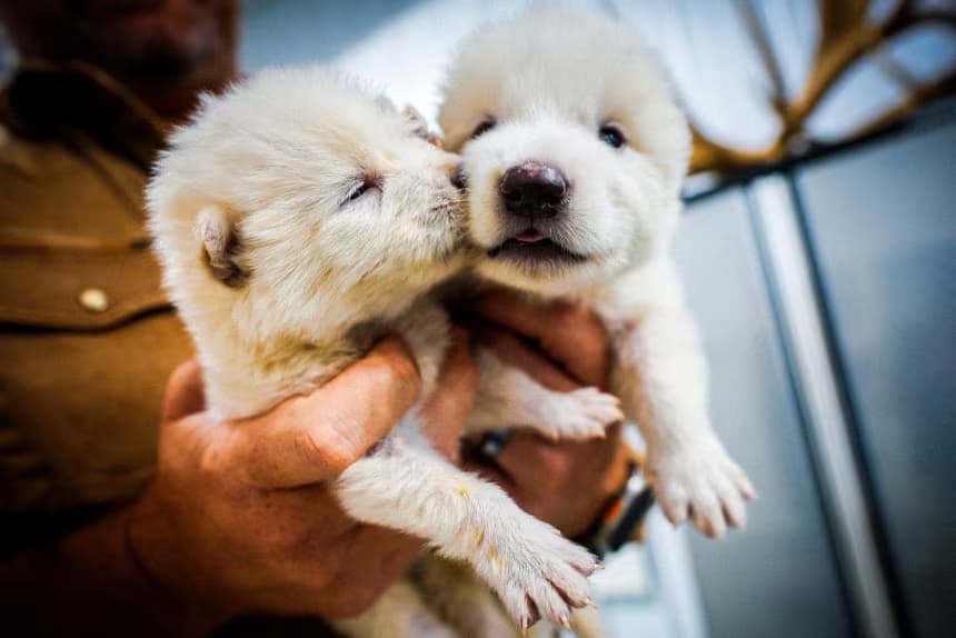 
		Colossal Biosciences Announces Global Biovault for Endangered Species	