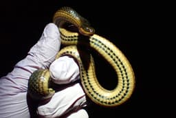 Deadly diseases could wipe out rattlesnake population