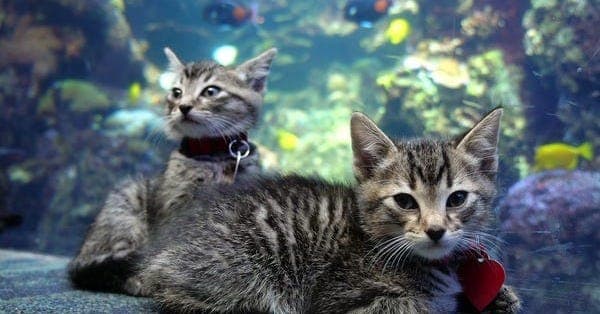 Rescue Kittens Take the Field Trip of Their Nine Lives