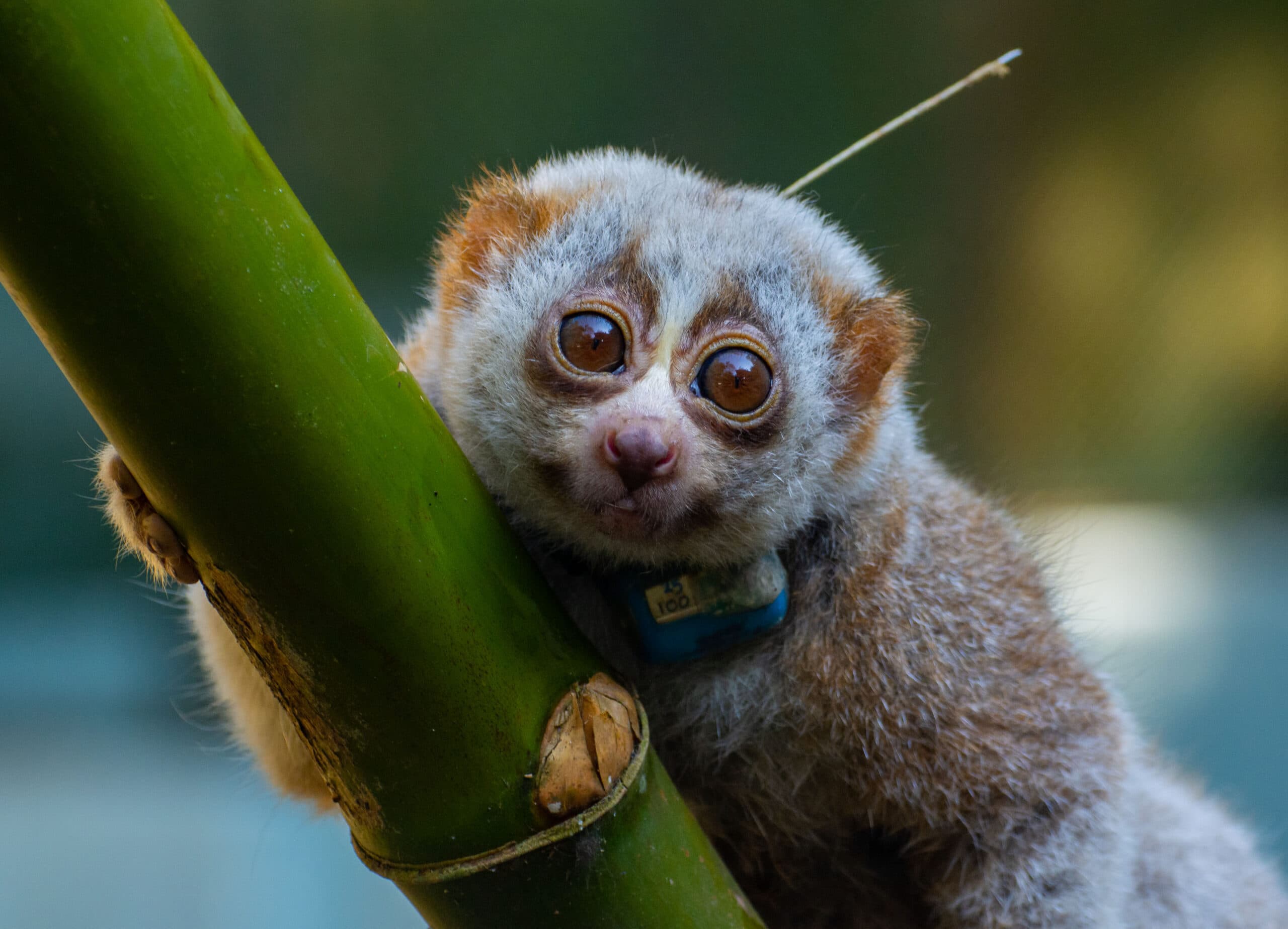 Out of captivity, into conflict: slow lorises struggle to survive after release