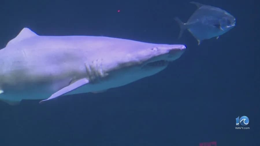 Surfer encounters shark off coast of Md.'s Assateague Island