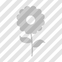 Acer palmatum 'Tobiosho' | Chicago Botanic Garden