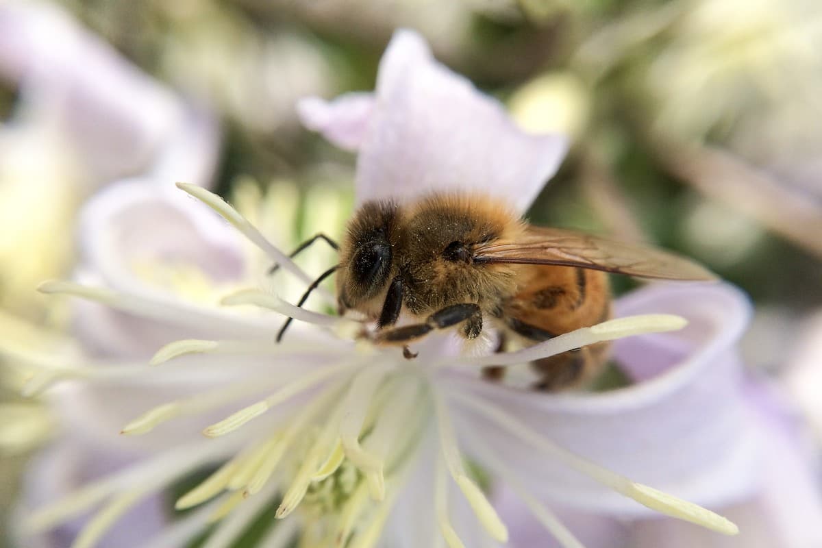 Pesticides : la France adopte la loi d'urgence agricole ...