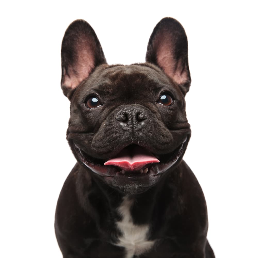 Dog Care Tips for Boca Raton Summers