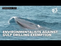 Environmental groups sue, say Gulf drilling exemption endangers Rice's whale, sea turtles