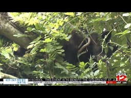 Bear In Tree Draws Crowd