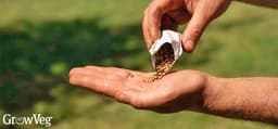 The 5 Seeds You MUST Start in August