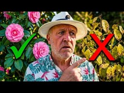 Stop! You are killing your Camellias with these five critical mistakes
