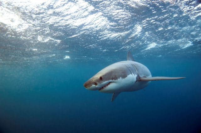 White shark takes rare Bahamas detour after 6000-mile journey