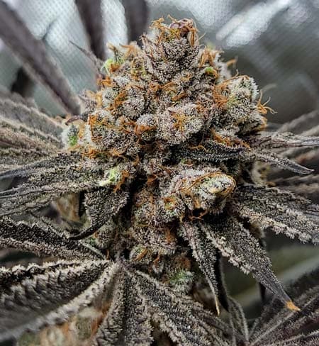 Harvest Survey - Spring 2026 | Grow Weed Easy