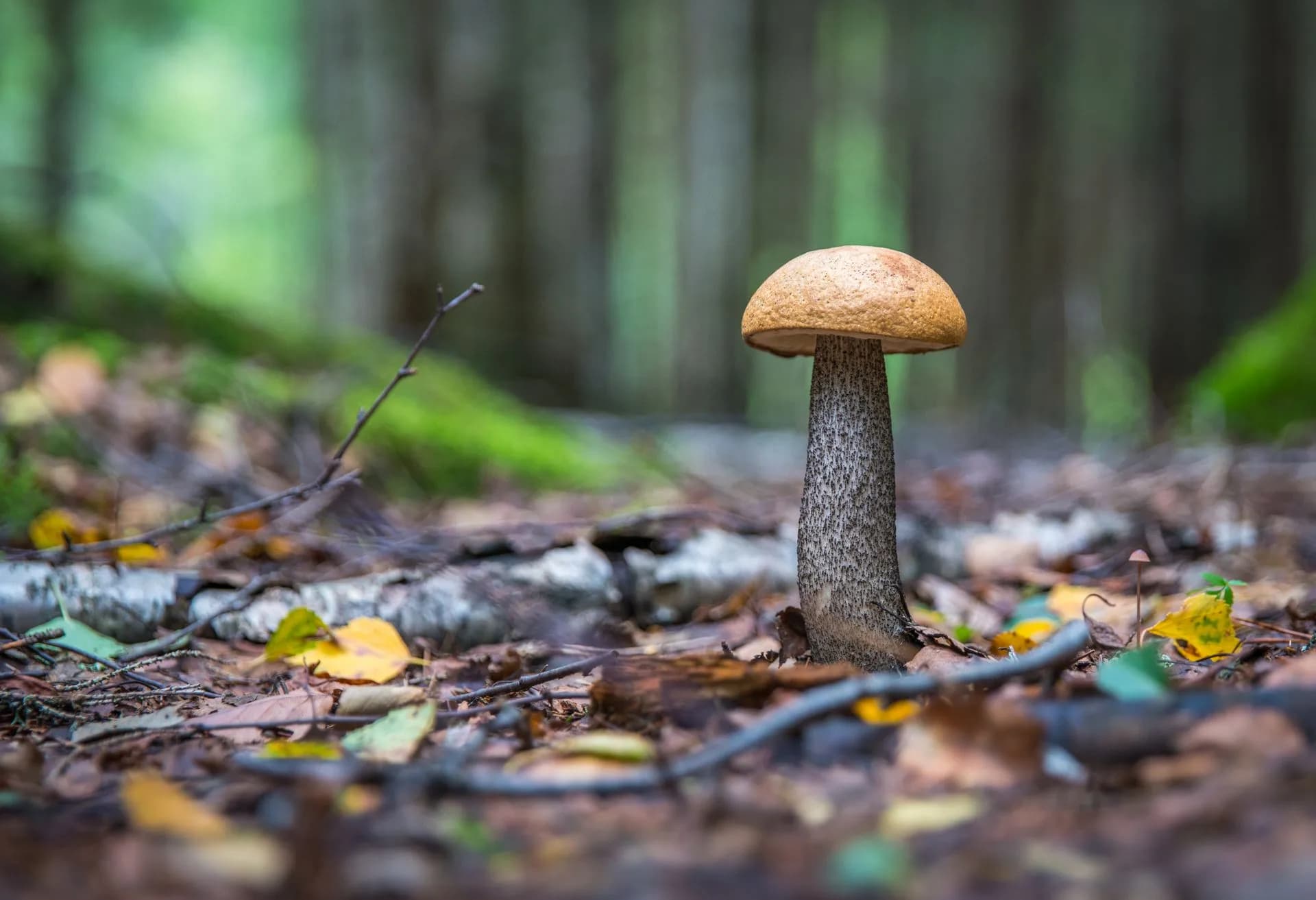 Attention aux champignons : l'Anses tire la sonnette d' ...