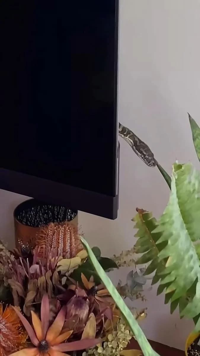 Family finds large snake hiding behind living room TV