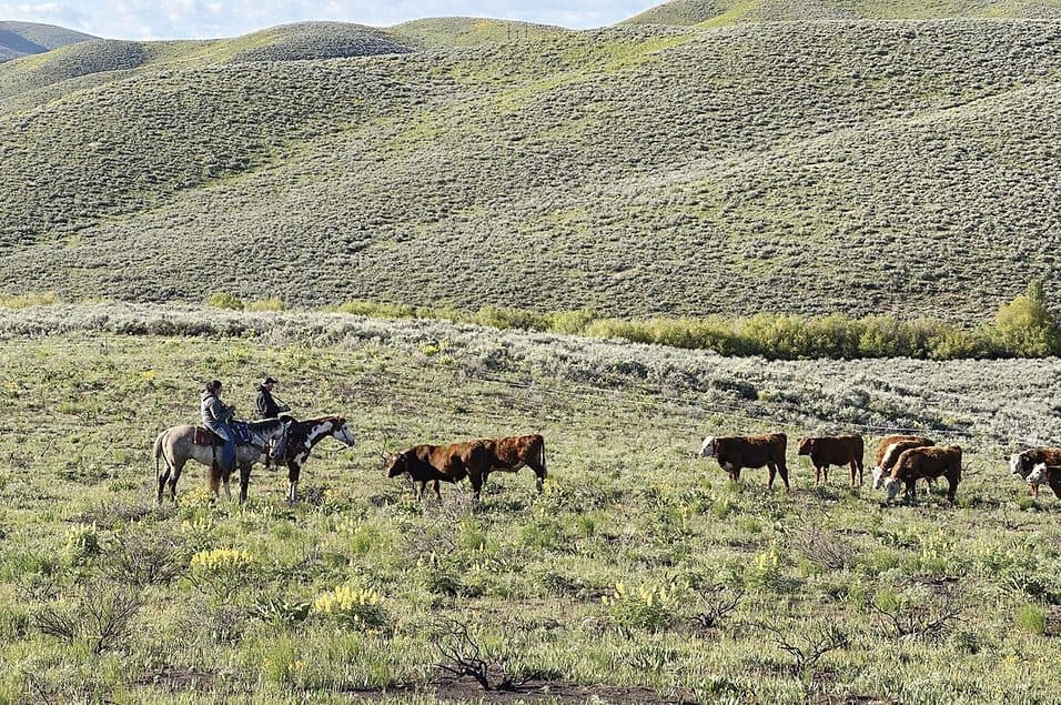 New research questions long-held postwildfire grazing practices | Ag Proud