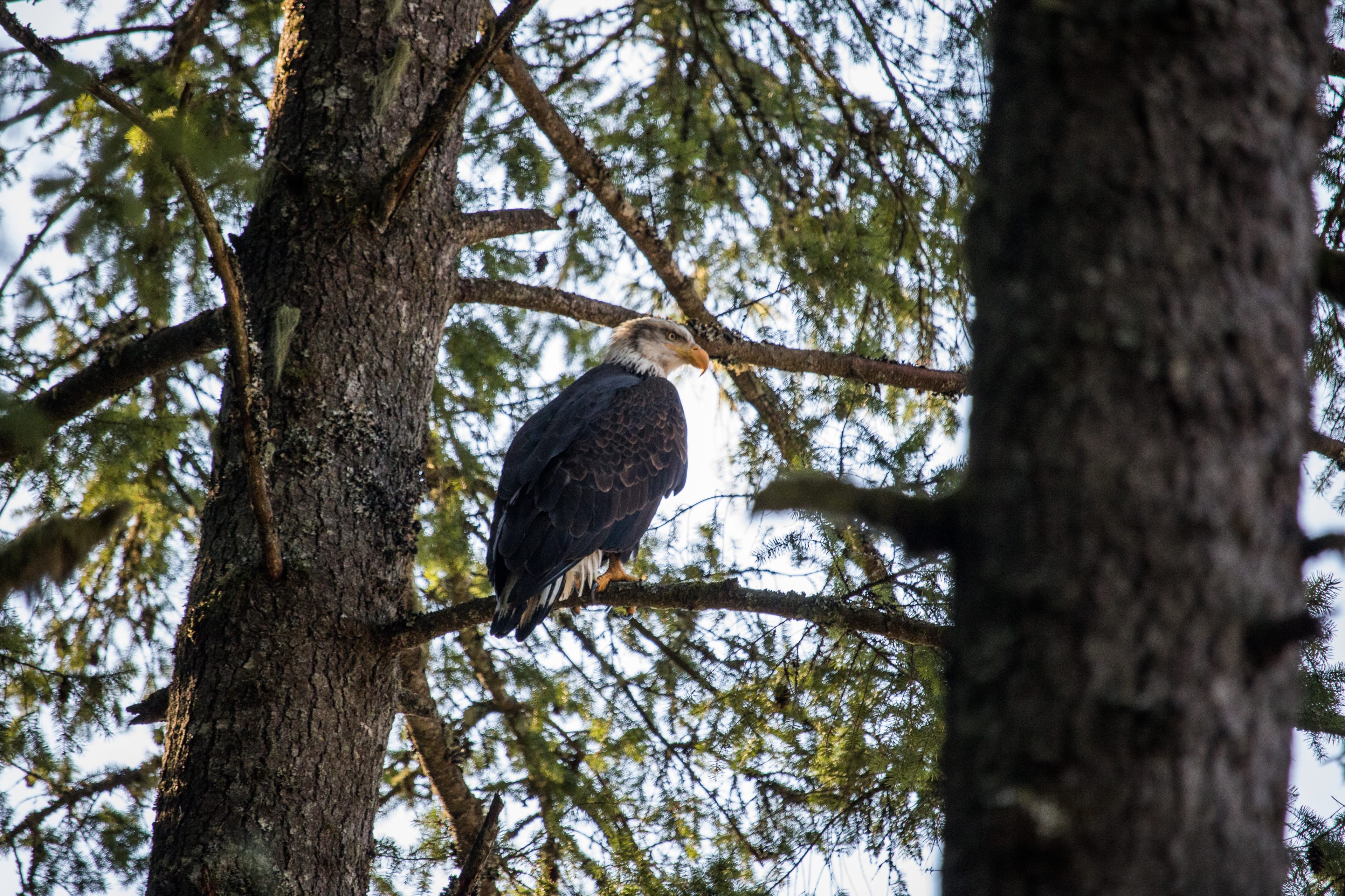 Call to Action: Help Protect Oregon's Old-Growth Forests