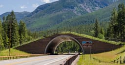 What Are Wildlife Crossings and How Do They Save Lives