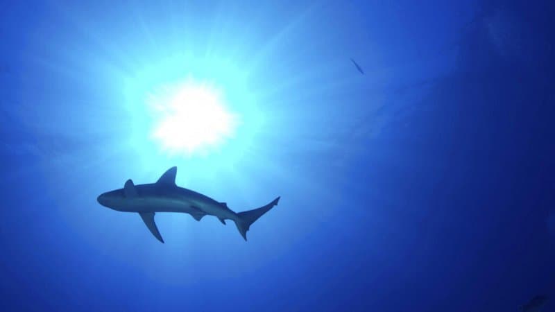 New Caledonia resumes shark cull after fatal attack | News.az 