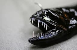 This Six-Inch Deep-Sea Predator Lights Up the Ocean's Darkest Depths