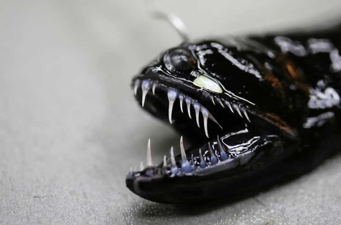 This Six-Inch Deep-Sea Predator Lights Up the Ocean's Darkest Depths
