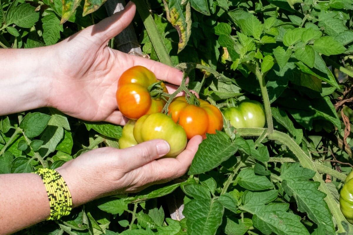 The End-of-Season Tomato Tasks You Don't Want to Skip