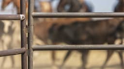 Bull rider identified after fatal accident at rodeo in Ohio